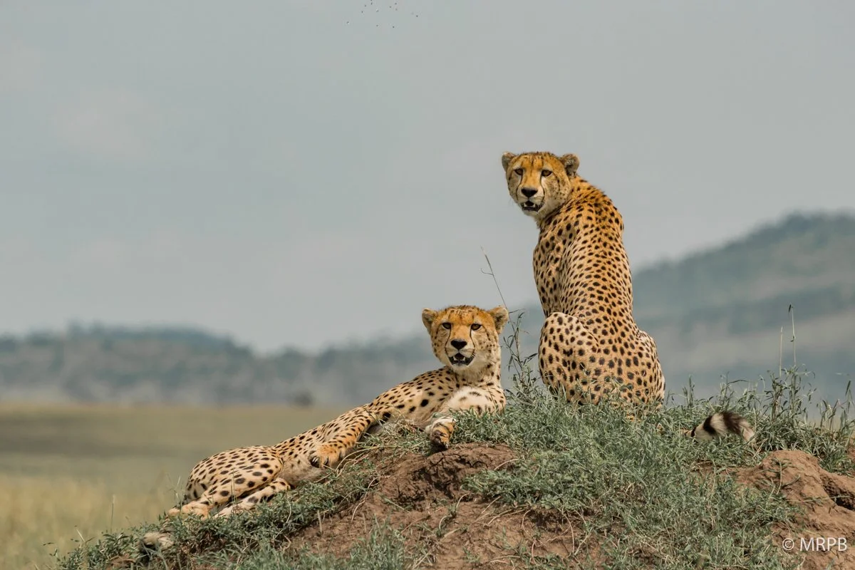 Seringeti_Tanzania_O0A4284