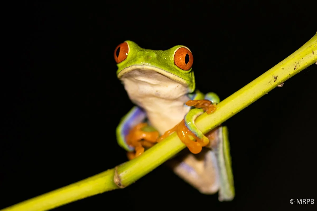 Costa Rica_224A4304