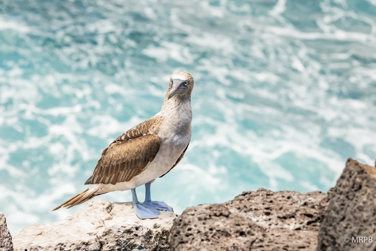 Galapagos_Equador_I8A0556