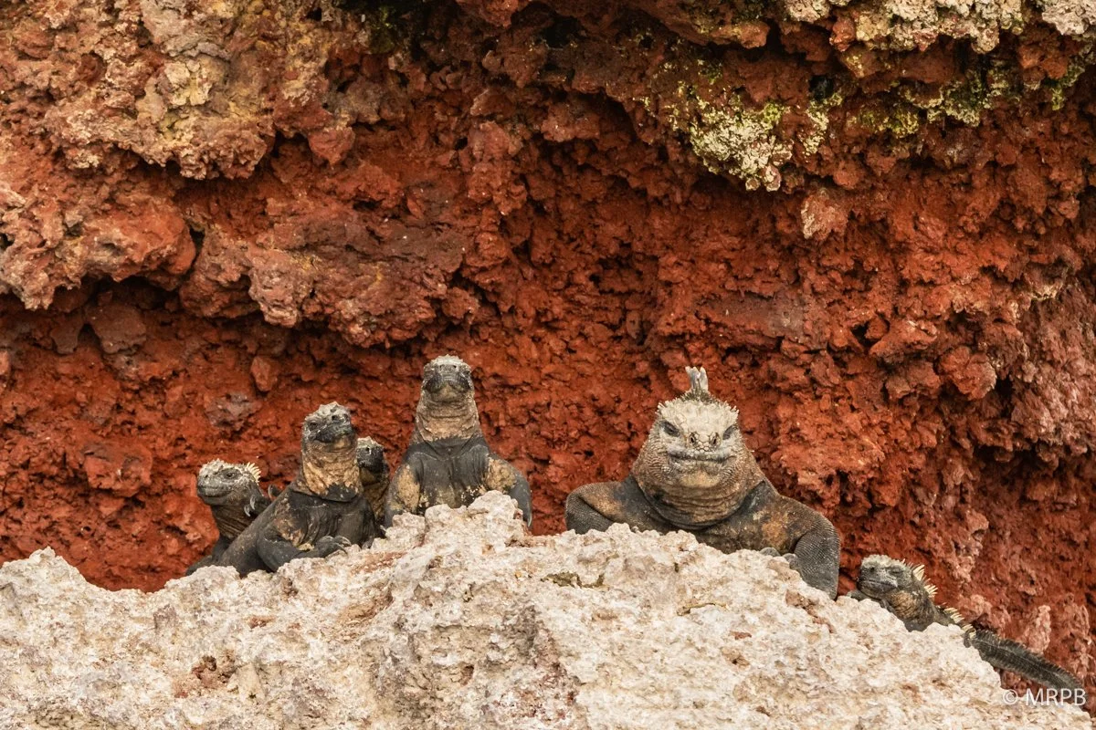 Galápagos_Equador_I8A8240