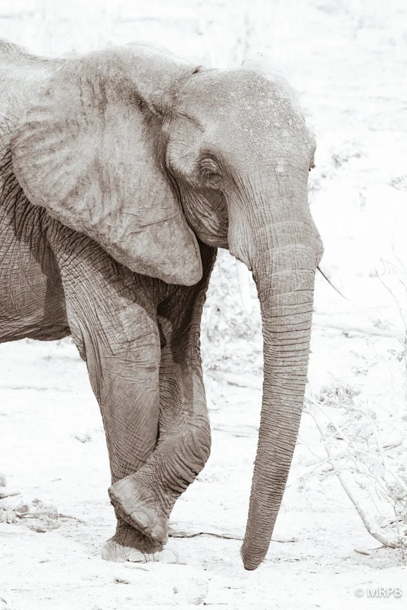Botswana_I8A8893