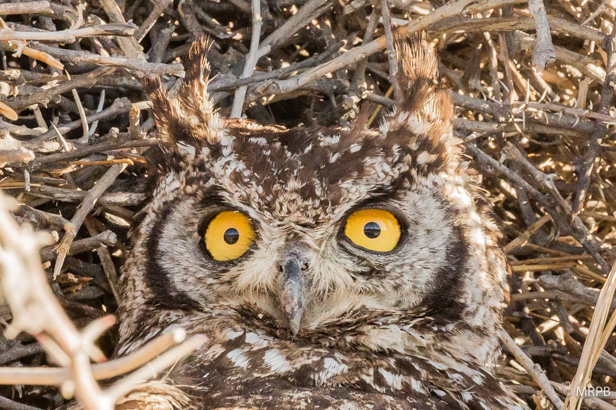 Etosha_Namibia_O0A6819