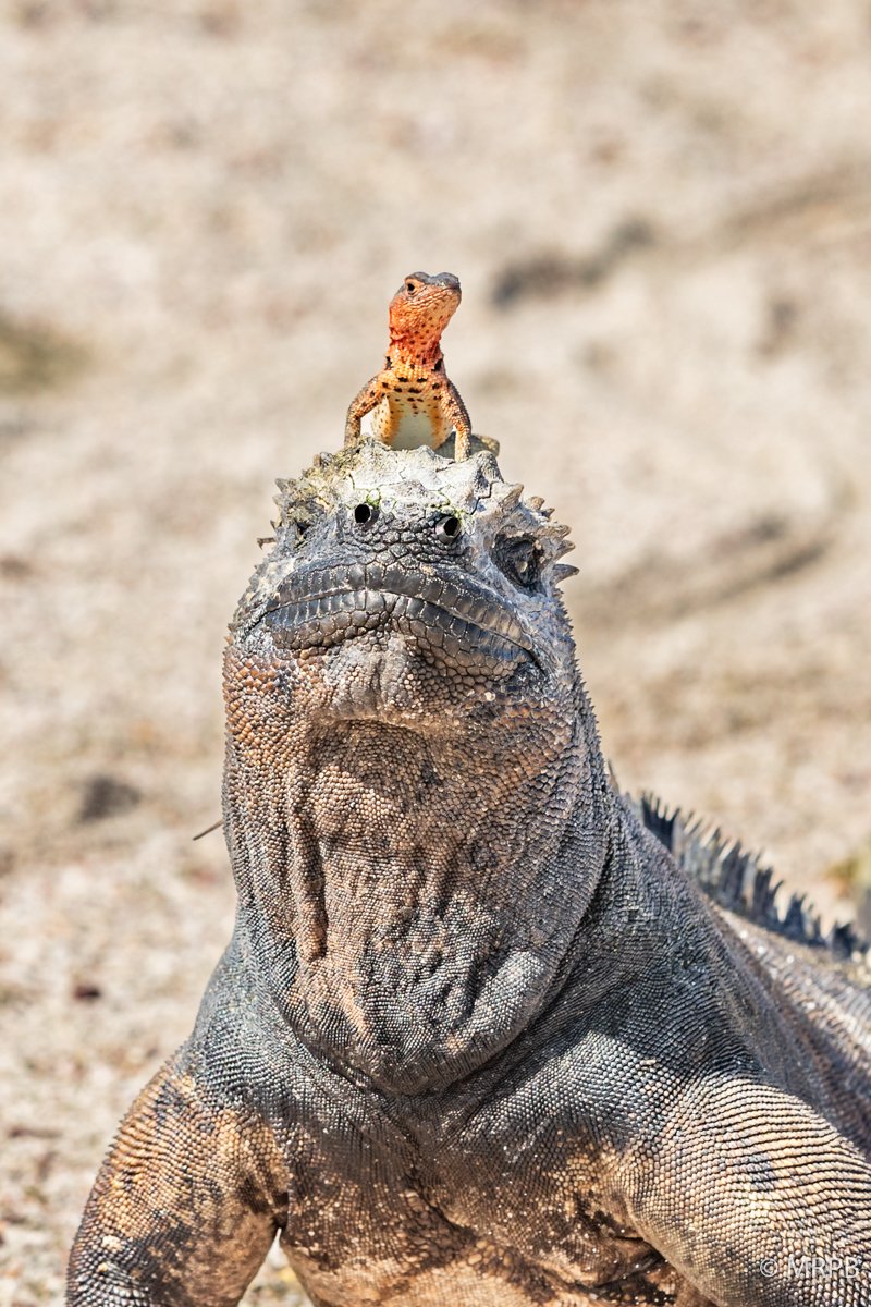 Galápagos_Equador_I8A8433-2