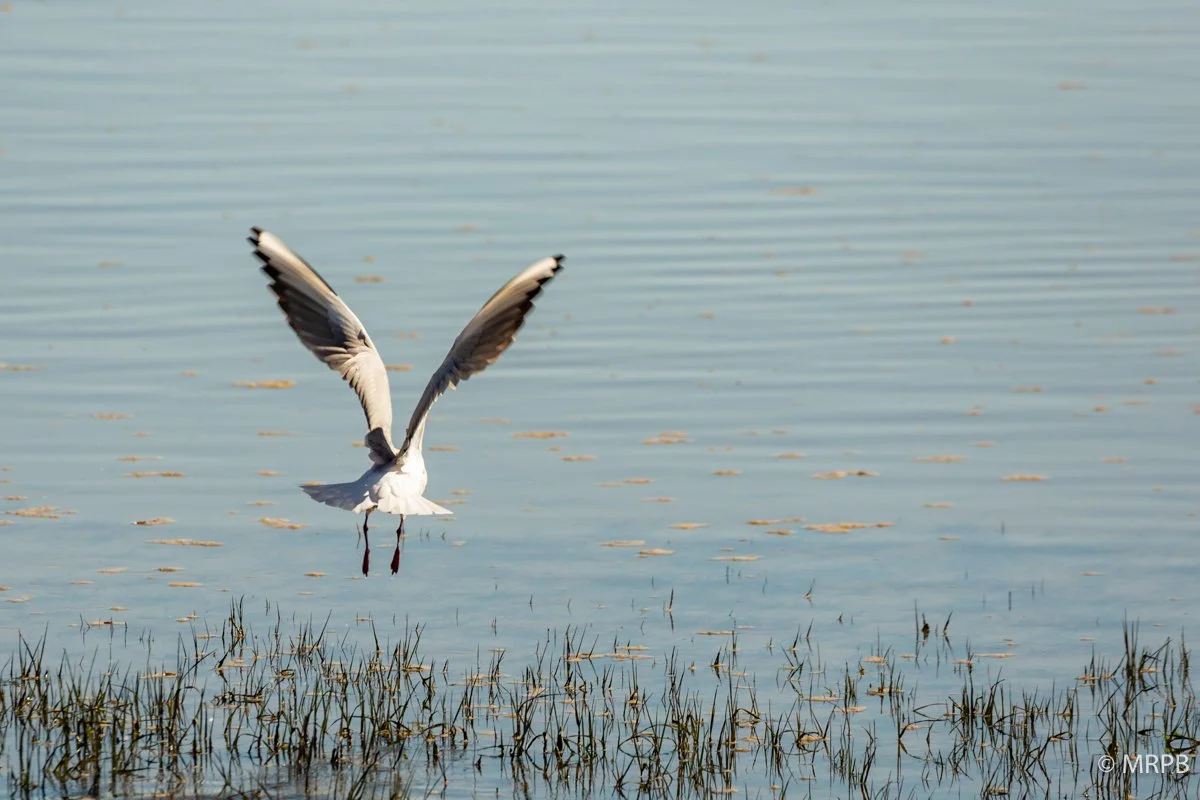 Alvor_Portugal_O0A0864