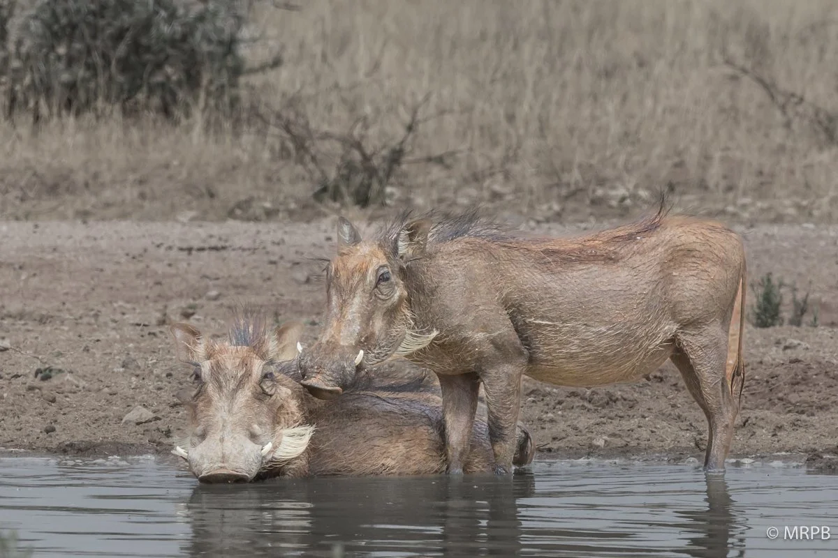 Etosha_Namibia_O0A9290