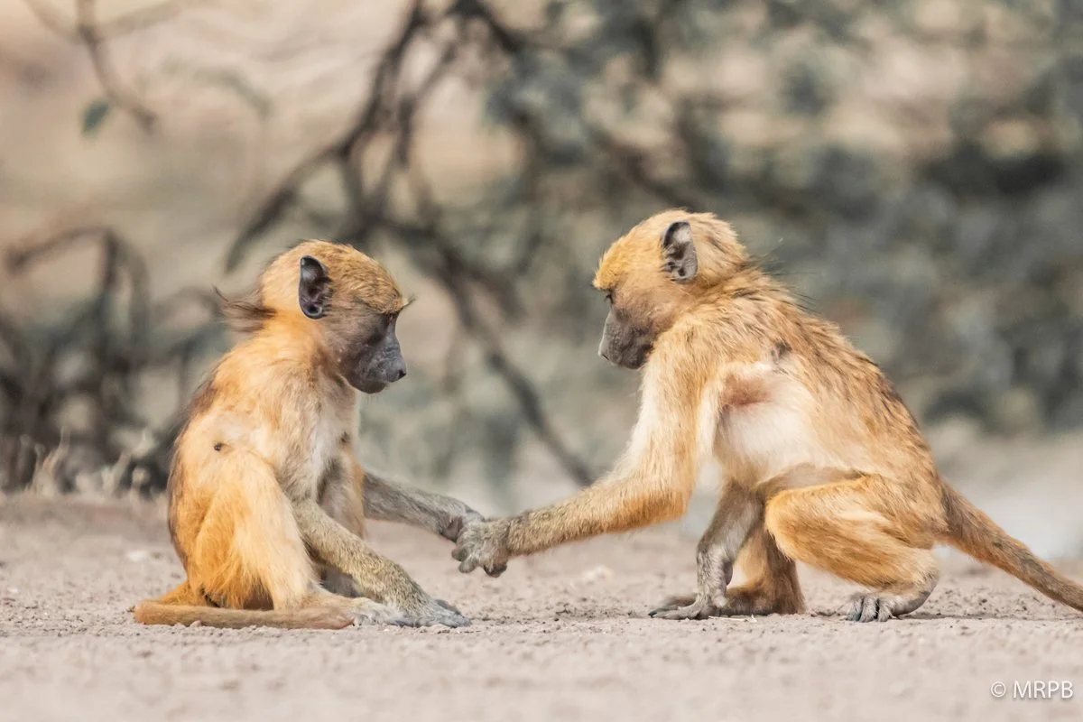 Botswana__I8A0260