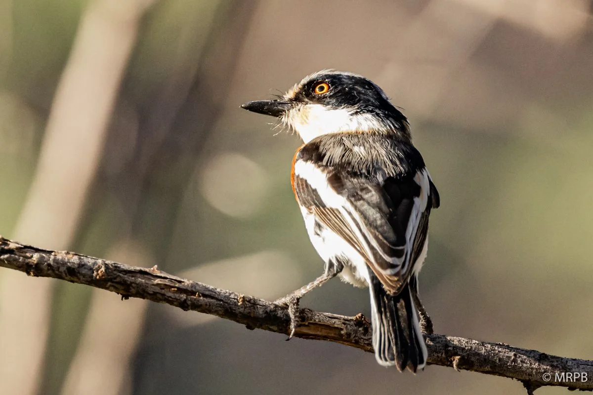 Lago Baringo_Kenia_224A6349
