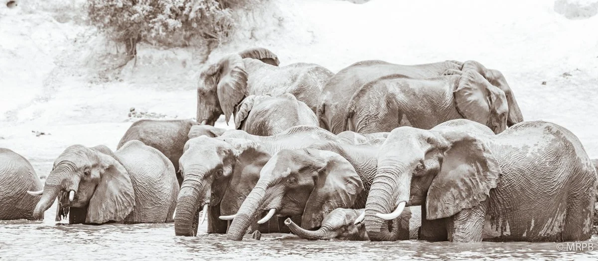 Botswana_I8A8768