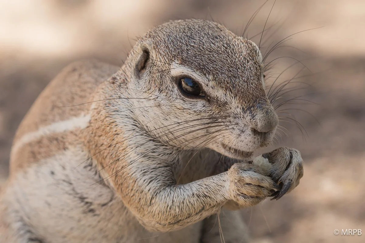 Etosha_Namibia_O0A6370