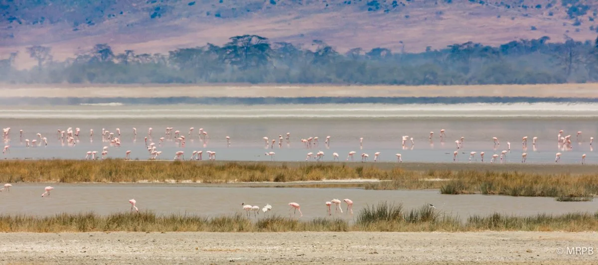 Seringeti_Tanzaina__I7A0318