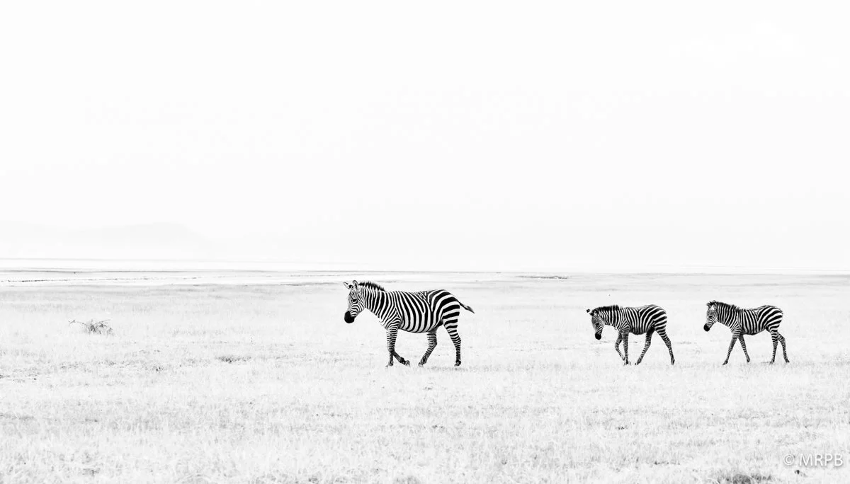 Seringeti_Tanzania_O0A2670