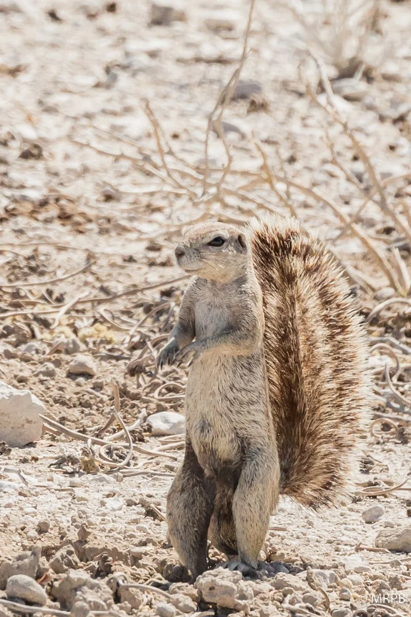 Etosha_Namibia__O0A6020