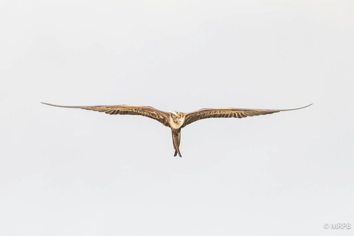 Galapagos_Equador_I8A0930