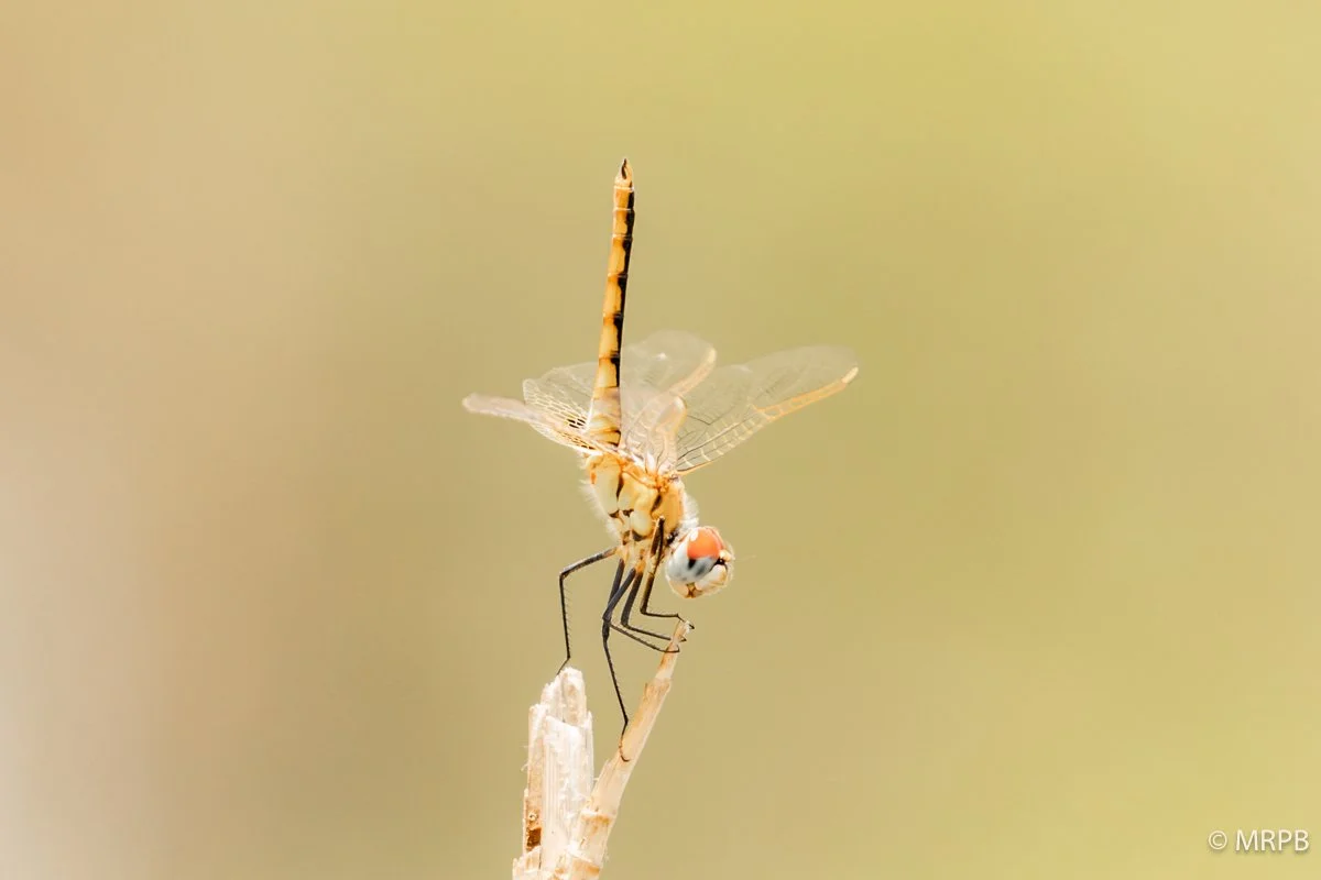 Botswana__I8A7522