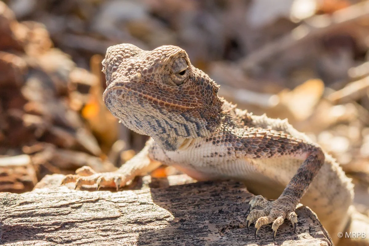 Seringeti_Tanzania_O0A4453