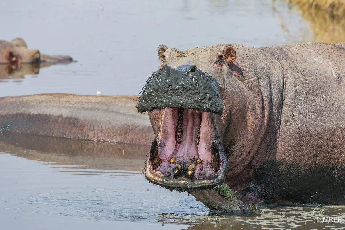 Seringeti_Tanzania__O0A1833