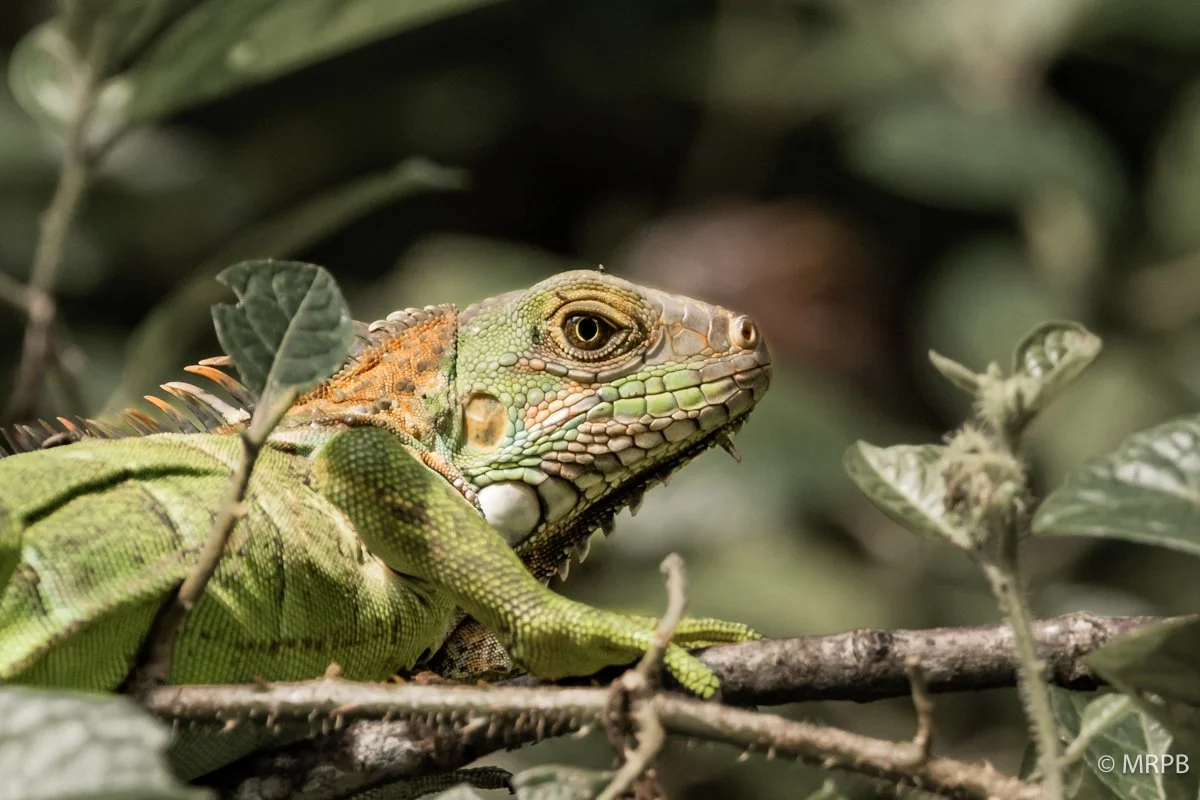 Costa Rica_224A6982