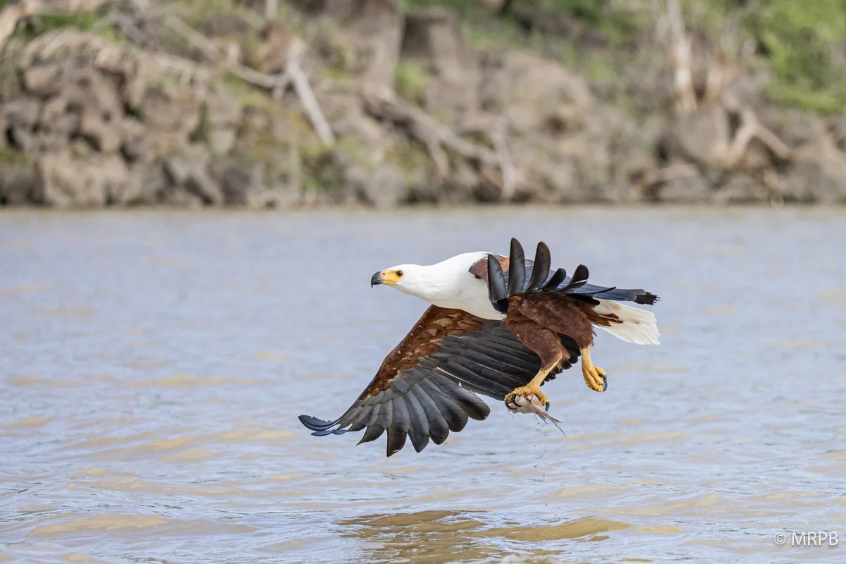 Lago Baringo_Kenia_224A7357