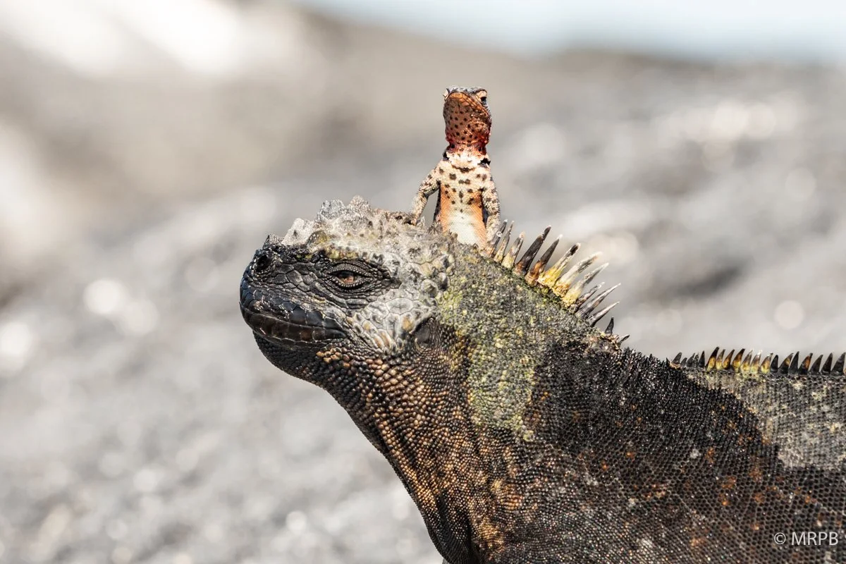 Galápagos_Equador_I8A8550