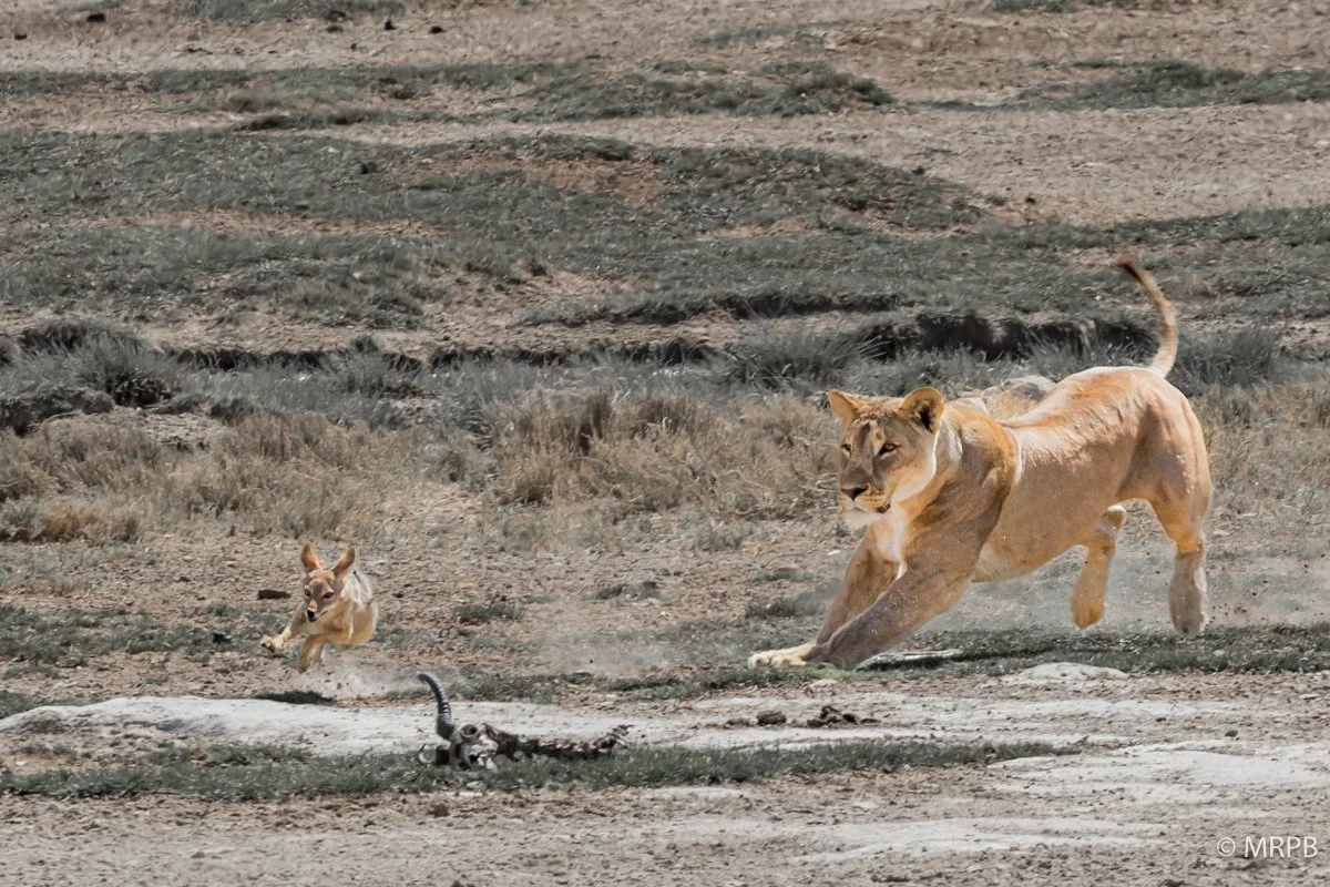 Etosha_Namibia__O0A5961