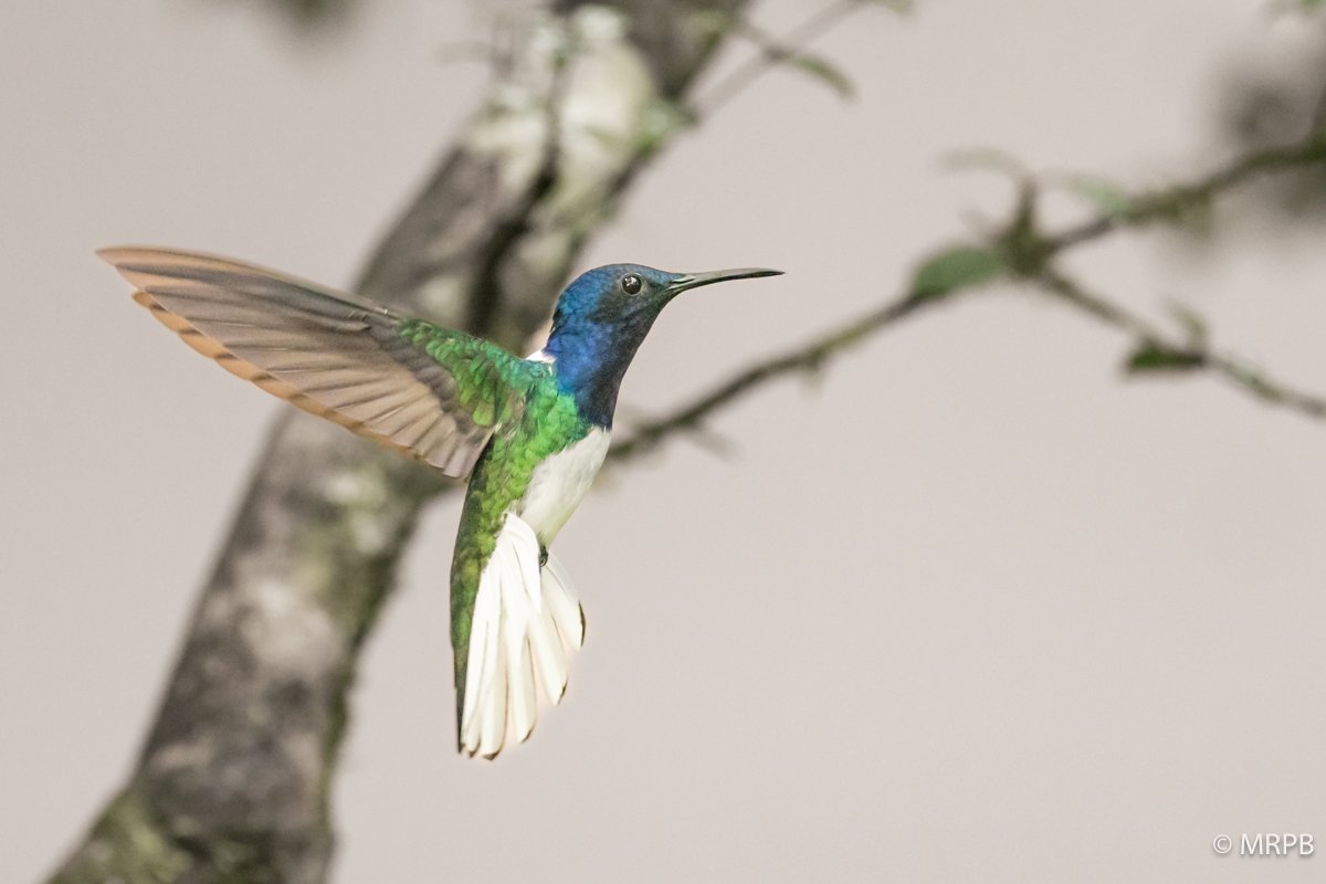 Costa Rica_224A5063