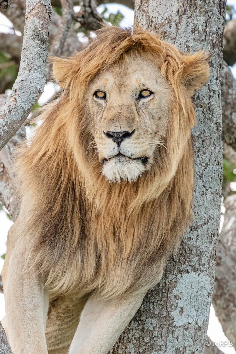 Seringti_Tanzania4I7A1317