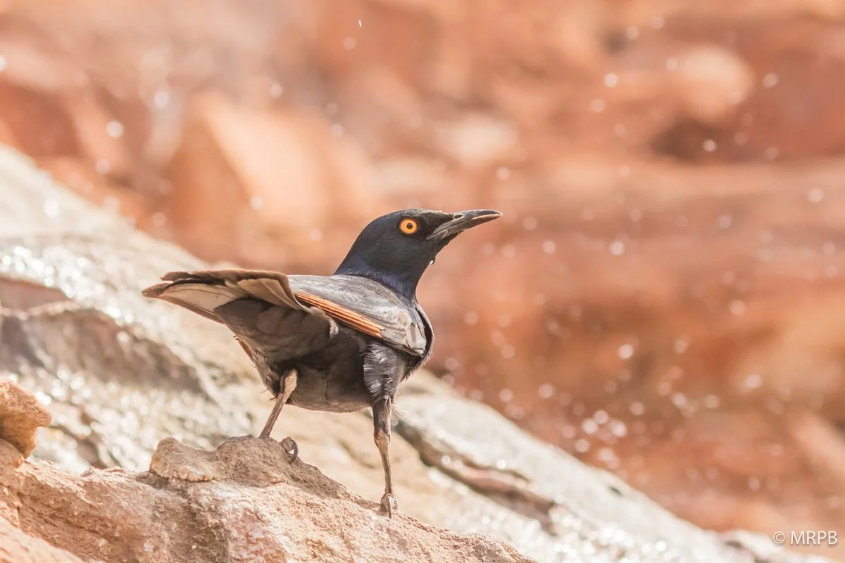 Namibia_130A1826