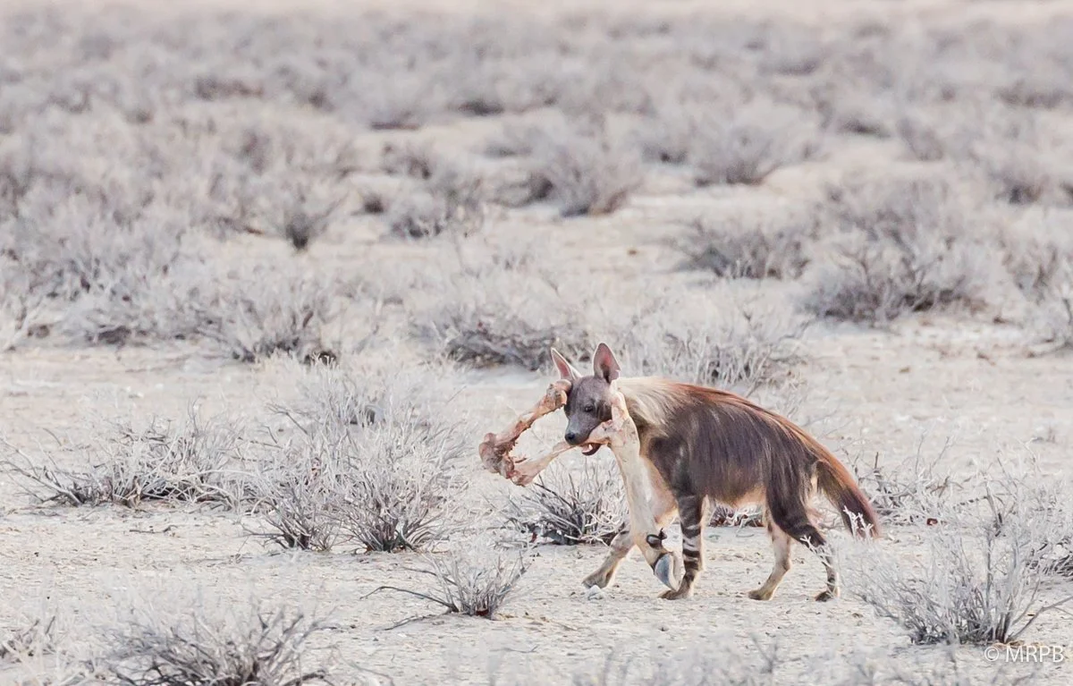 Etosha_Namibia__O0A5618