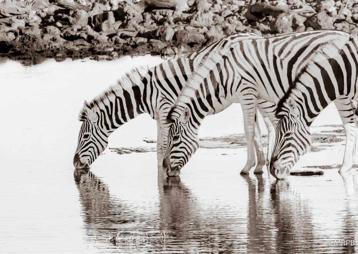 Etosha_Namibia_O0A7333-3