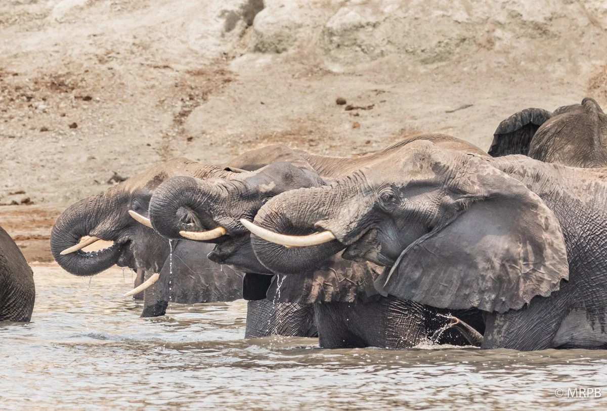 Botswana_I8A8763
