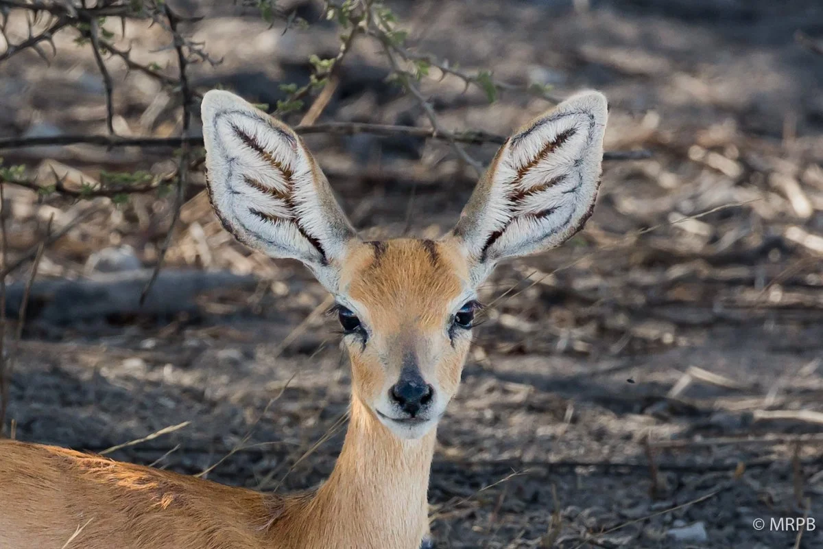 Etosha_Namibia_O0A5153