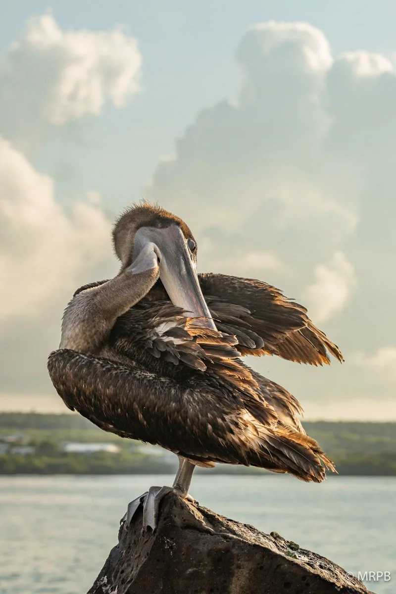 Galapagos_Equador_I8A0833