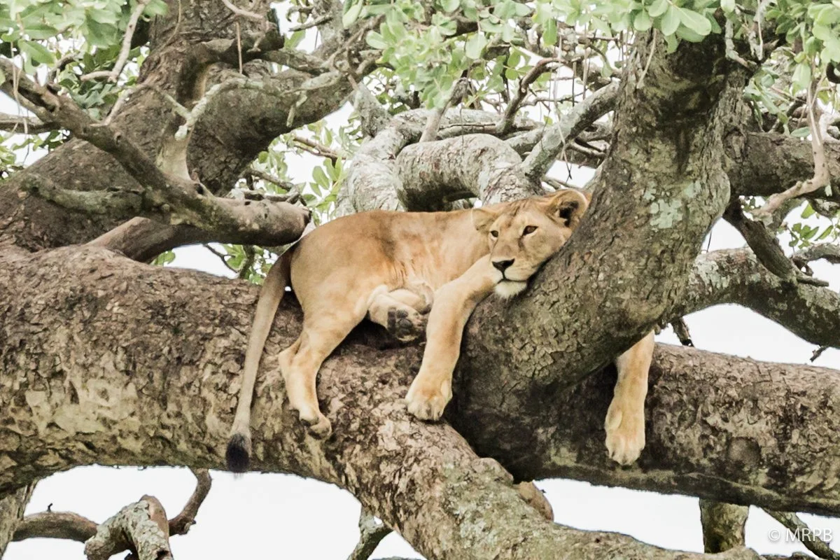 Seringeti_Tanzania_O0A3171