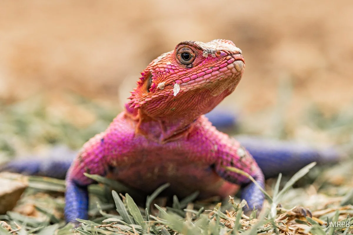 Seringti_Tanzania224A1412