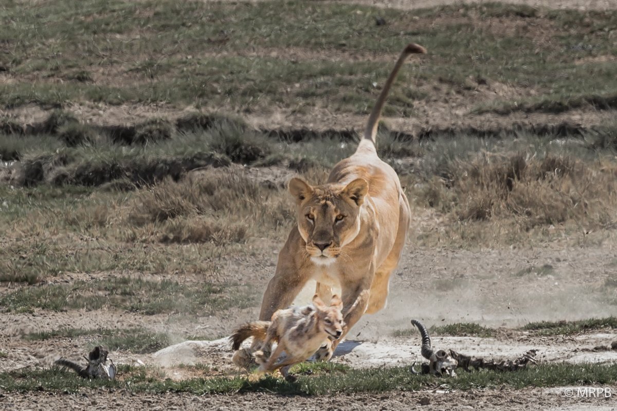 Etosha_Namibia__O0A5962
