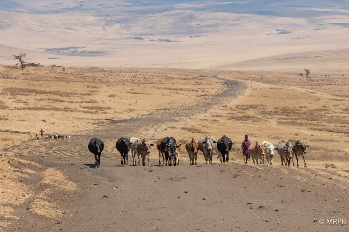 Seringeti_Tanzania__I7A0058