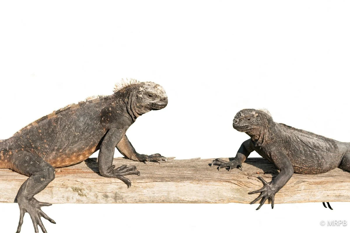 Galápagos_Equador_I8A1800