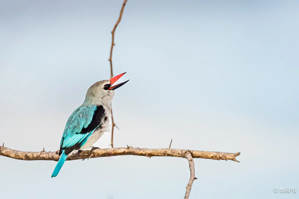 Lago Baringo_Kenia_224A6856