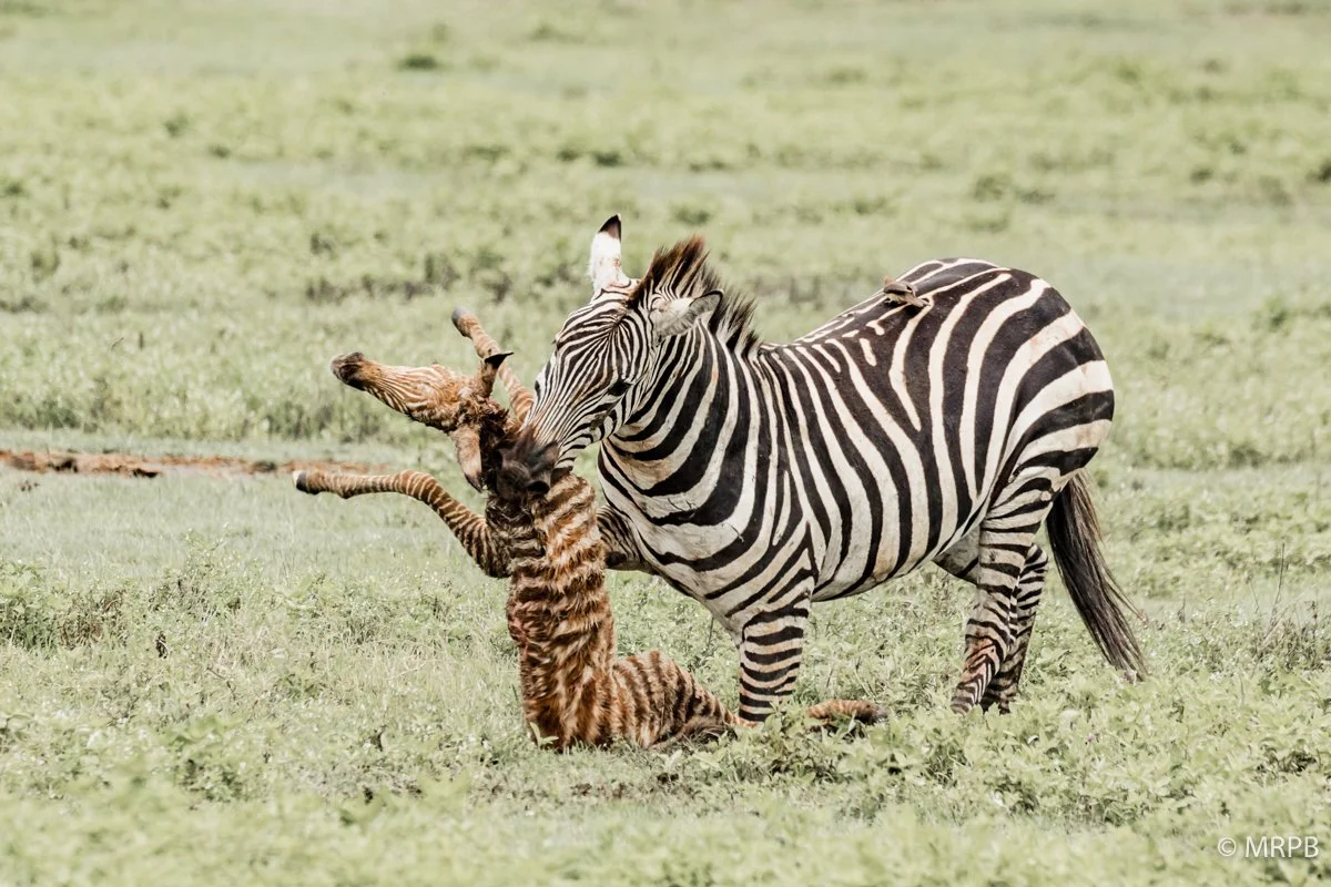 Seringti_Tanzania4I7A1927