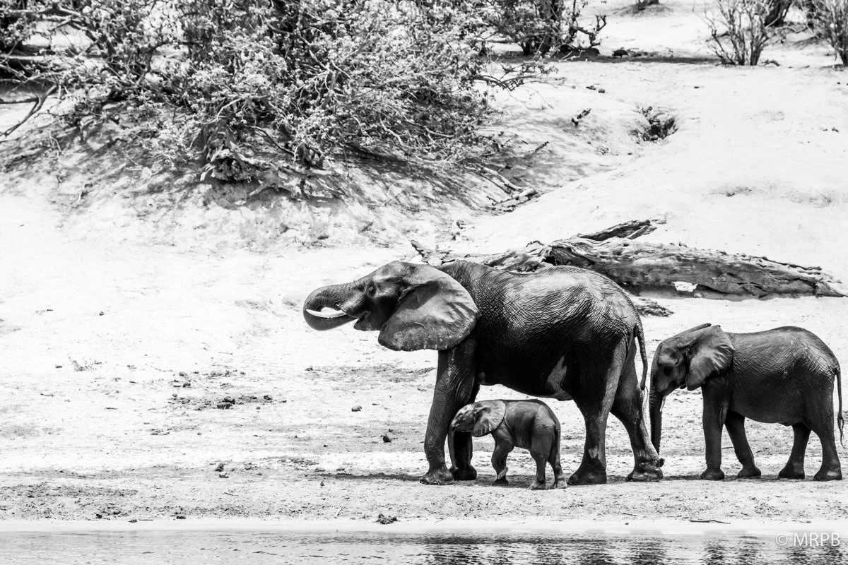 Botswana_I8A7646