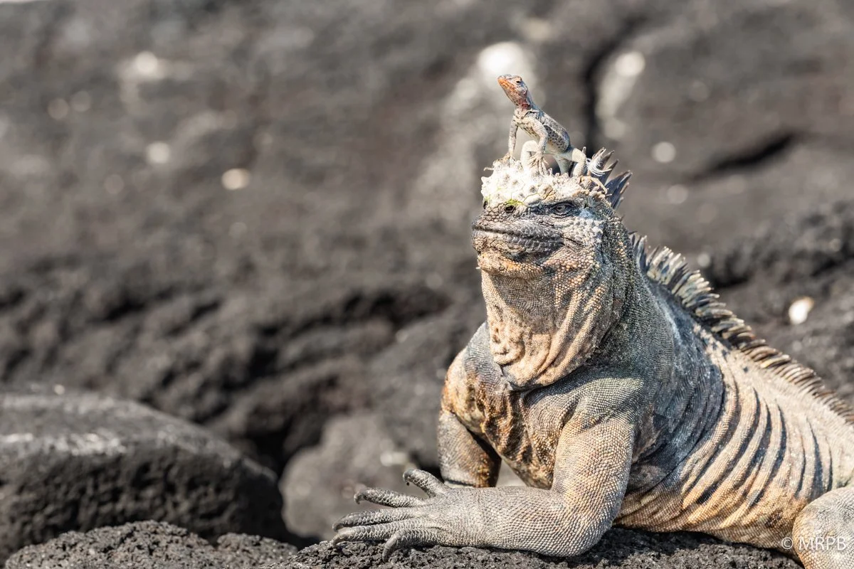 Galápagos_Equador_I8A8529