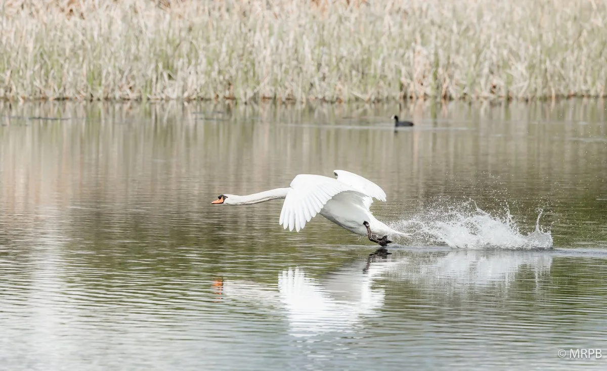 Esporao_Portugal_I7A7520