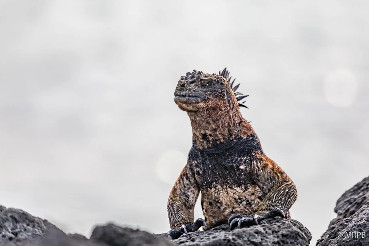 Galápagos_Equador_I8A9713