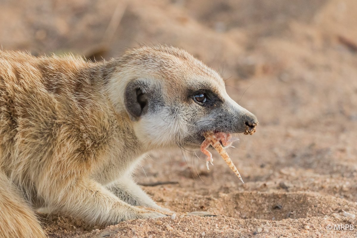Seringti_Tanzania130A1386
