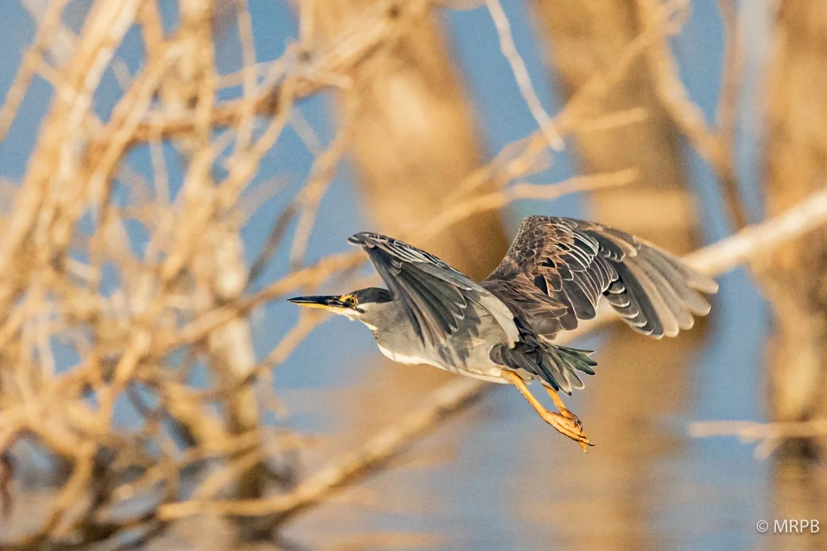 Lago Baringo_Kenia224A6458