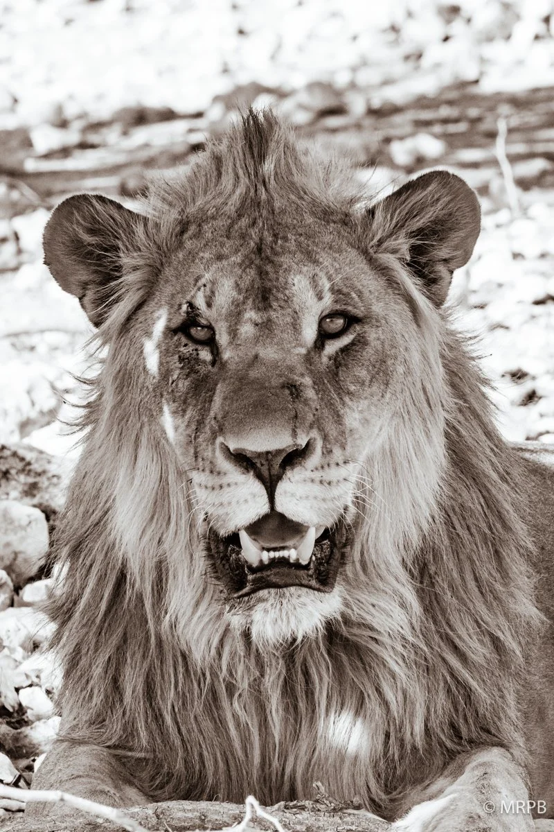 Etosha_Namibia_O0A6661