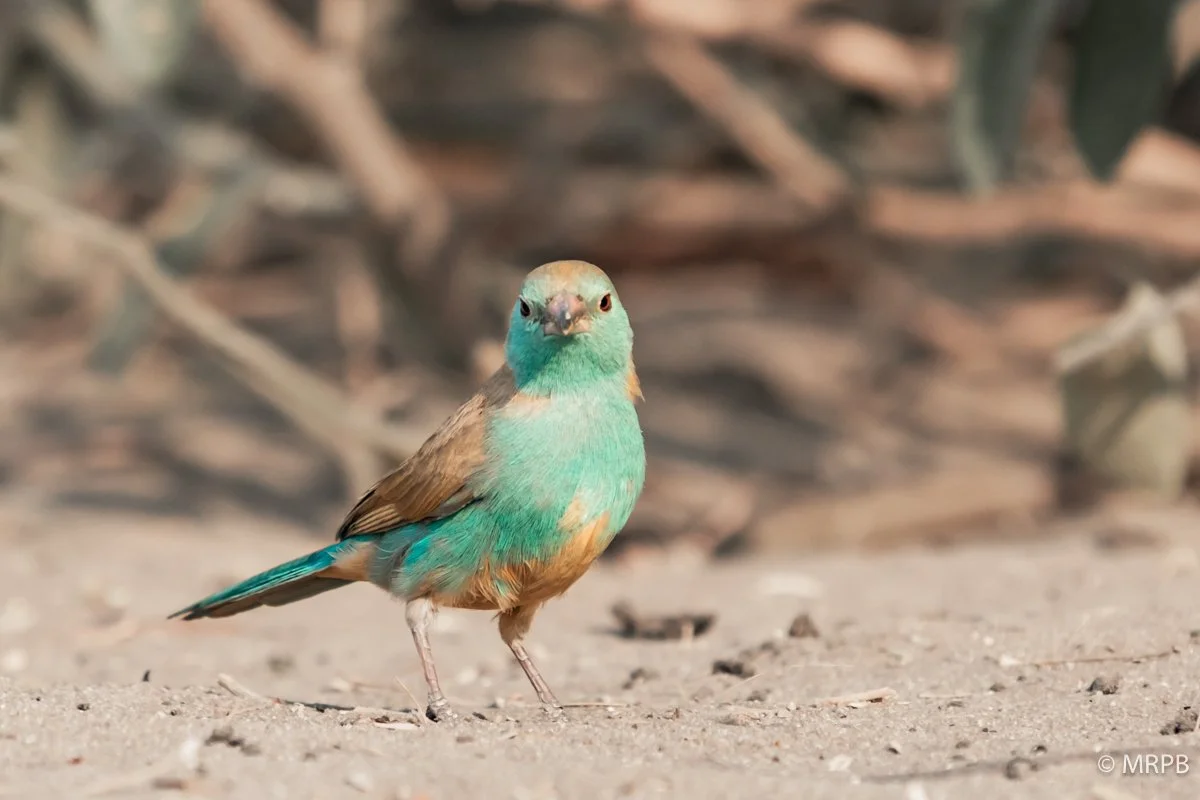 Botswana_I8A8400