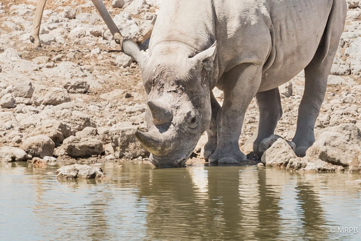 Etosha_Namibia__O0A6120
