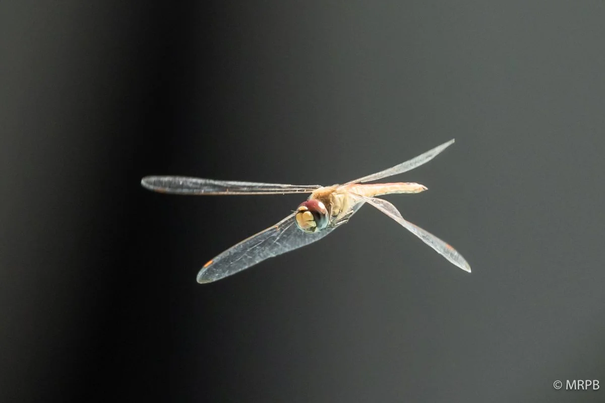 Zanzibar_Tanzania_224A8547