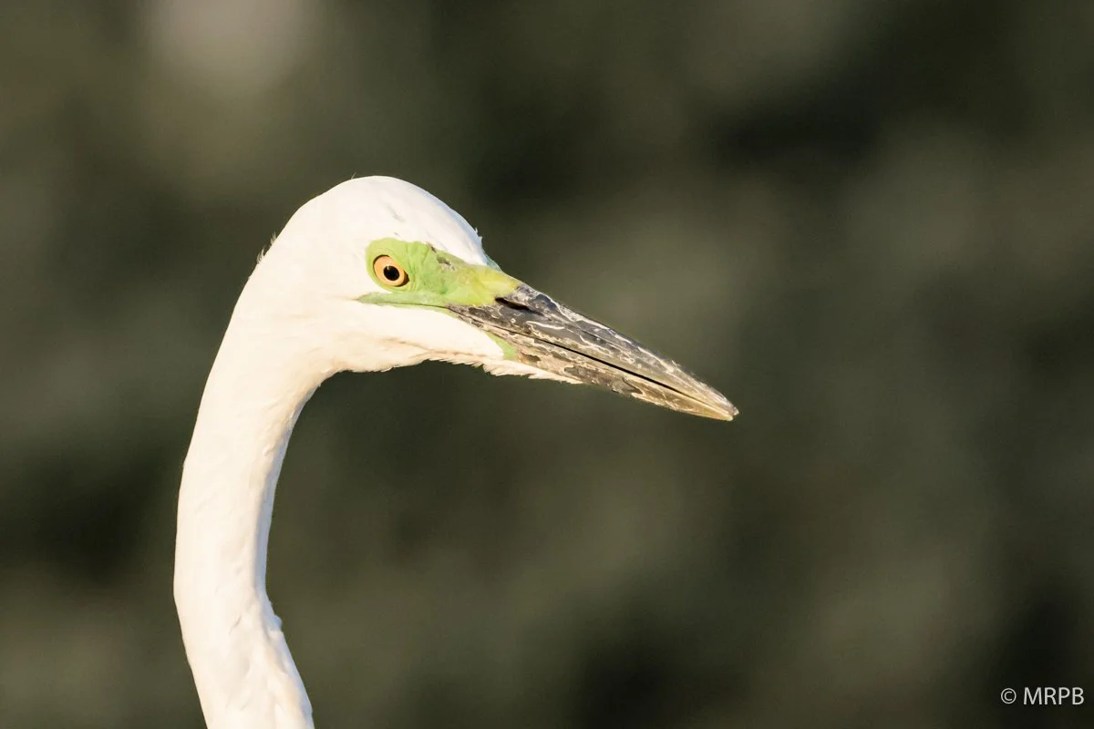 Lago Baringo_Kenia_224A6622